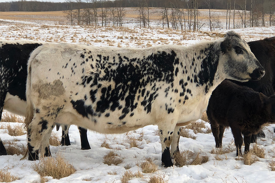 Trips to Canada, NZ, strengthen genetic decisions