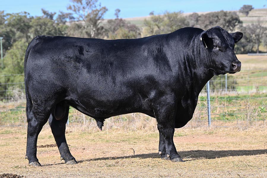 JAD Angus Stud | JAD Speckle Park